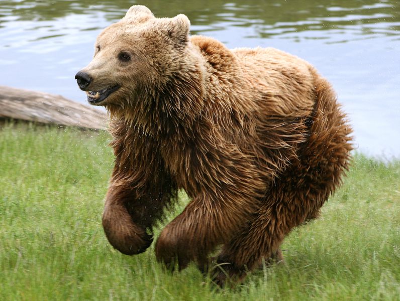 a very happy looking brown bear