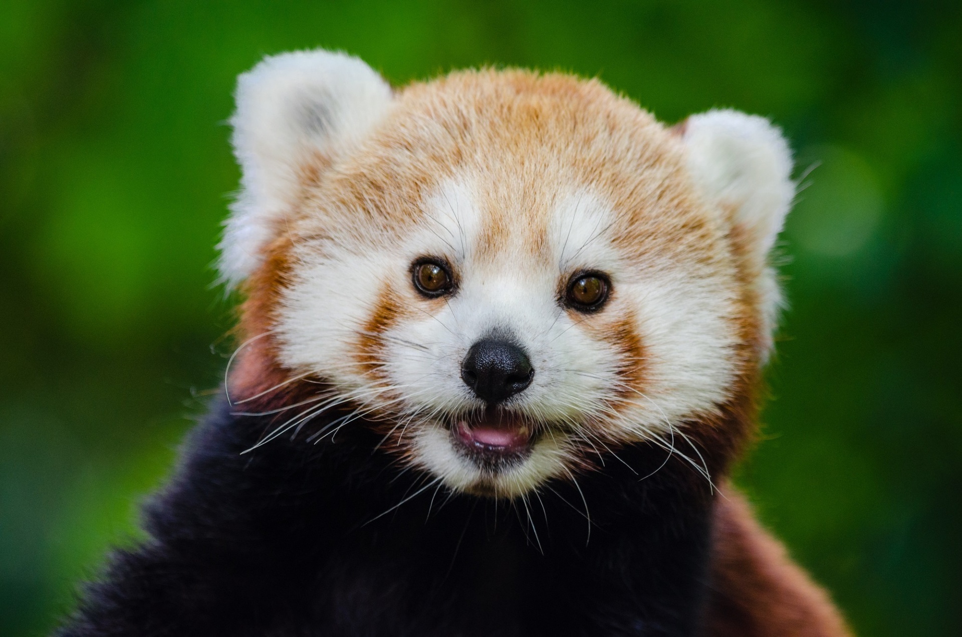 picture of a Red Panda